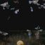 Blue Koi Short Body - Guppy