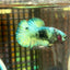 Avarta Copper Plakat - Male Betta 136