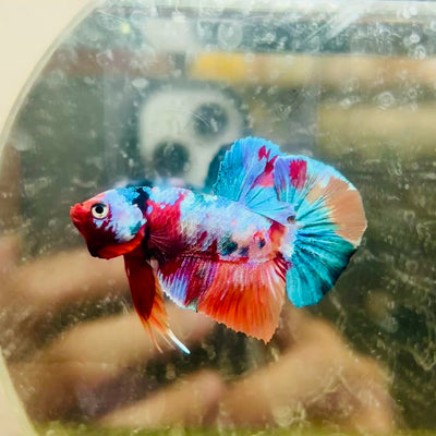 Plakat Koi Multicolor Male Betta #J16