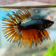 Betta Male Crowntail Orange Mustard #168