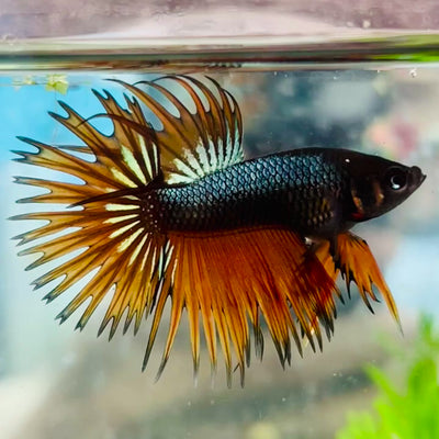Betta Male Crowntail Orange Mustard #168