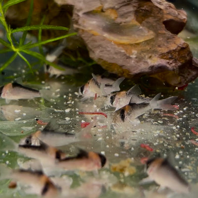 Corydoras de Adolfo