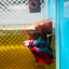 Halfmoon Koi Red Galaxy Male Betta #Ju34