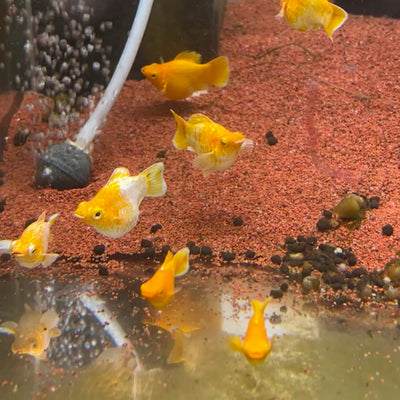 Gold Round Balloon Molly