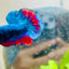 Plakat Avarta Nebula Male Betta #155
