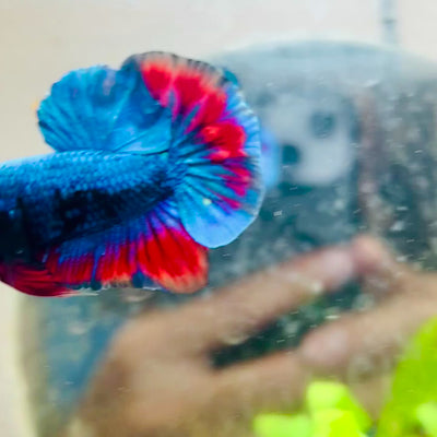 Plakat Avarta Nebula Male Betta #155