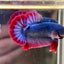 Red Mascot Plakat - Male Betta 047