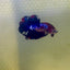 Plakat Koi Multicolor Male Betta #165