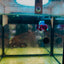Plakat Red Barongsai Male Betta #017