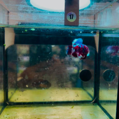 Plakat Red Barongsai Male Betta #017