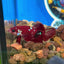 Koi Red Gold Galaxy Plakat - Male Betta 075