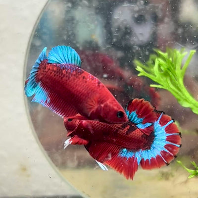 Betta Male Plakat Red Fancy #A65