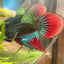 Wild Imbellis Long fins - Male Betta 086