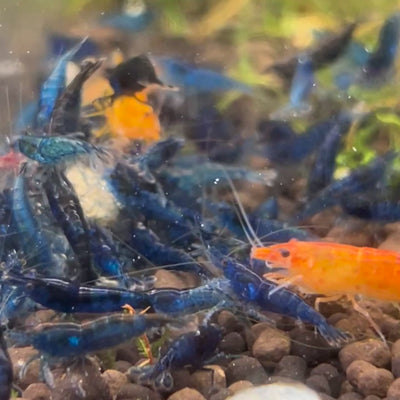Tôm Blue Dream Neocaridina - Loại tốt