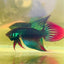 Wild Imbellis Green Veil Tail - Male Betta