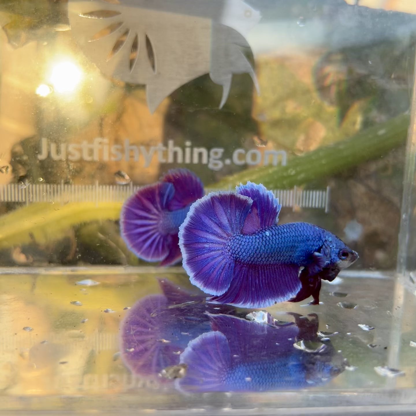 Purple Pink Dragon Plakat Betta for Sale | JustFishyThing