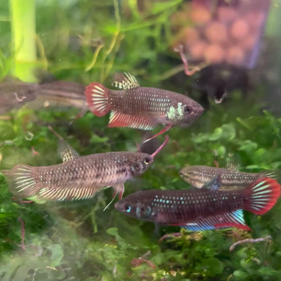 Wild Imbellis - Female Betta Bred in USA