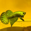 Wild Hybrid Alien Green Male Betta S48