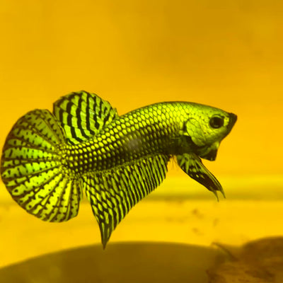Wild Hybrid Alien Green Male Betta S48