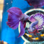 Purple Pink Halfmoon - Male Betta  031