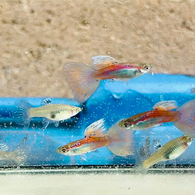 Guppy Fish Pink Grass