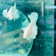Dumbo Ear White Plakat - Male Betta N34