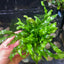 Java Fern Flaming