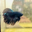 Halfmoon Black Star Male Betta #J22