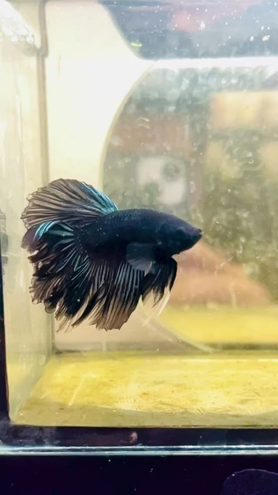 Halfmoon Black Star Male Betta #J22