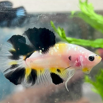 Yellow Koi Galaxy Plakat - Male Betta 117