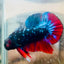 Plakat Avarta Nebula Male Betta #018