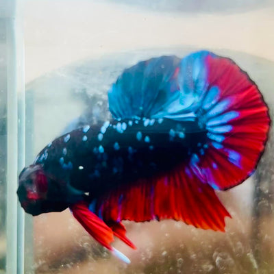 Plakat Avarta Nebula Male Betta #018