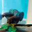 Betta Mahachai Grey Spade Tail Male #MA18