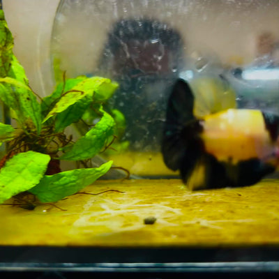 Plakat Bumble Bee Yellow Male Betta #080