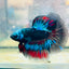 Halfmoon Red Koi Copper - Male Betta #030