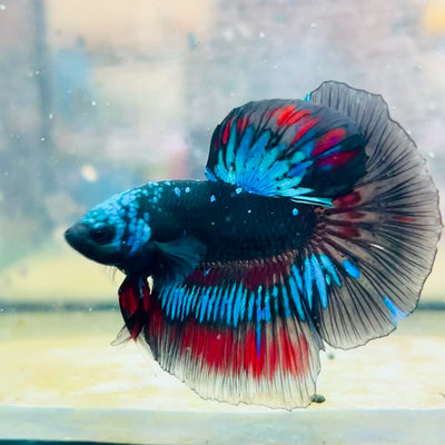 Halfmoon Red Koi Copper - Male Betta #030