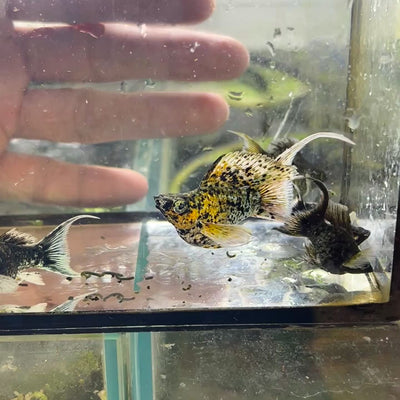 Tri-Color Balloon Molly Fish for Sale | Live Molly Fish | JustFishyThing