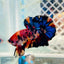 Betta Male Plakat Yellow Nemo Multicolor #N137