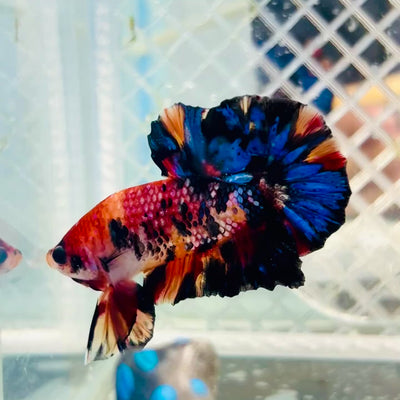 Betta Male Plakat Yellow Nemo Multicolor #N137