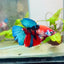 Halfmoon Red Koi Galaxy Female Betta #128