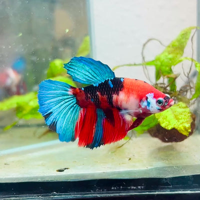 Halfmoon Red Koi Galaxy Female Betta #128