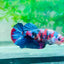 Plakat Red Koi Galaxy Female Betta #170