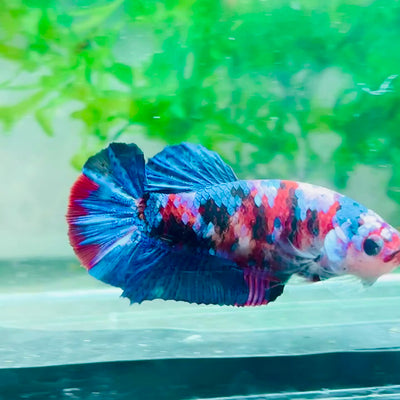 Plakat Red Koi Galaxy Female Betta #170