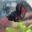 Plakat Avarta Nebula Male Betta #197