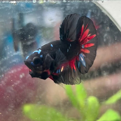Plakat Avarta Nebula Male Betta #197