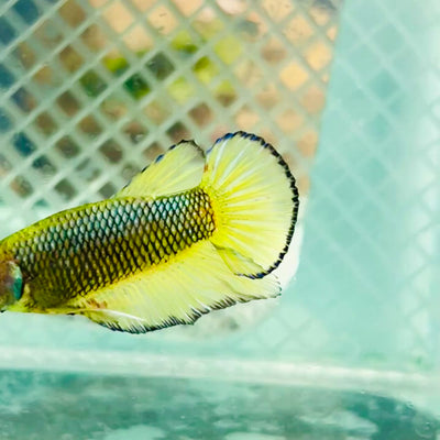 Plakat Mustard Yellow Neon Male Betta #M117