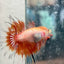 Betta Male Crowntail Orange Koi #030
