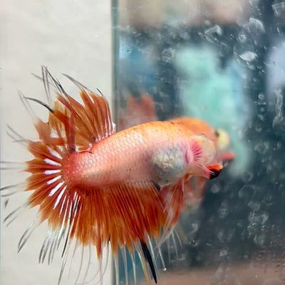 Betta Male Crowntail Orange Koi #030