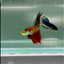 Halfmoon Nemo Green Eye Male Betta #Jul07