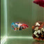 Plakat Koi Multicolor Female Betta #J27